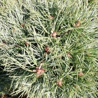 Borovica lesná Chantry Blue ( na kmienku), Pinus sylvestris, 30 - 55 cm, kont. 3l