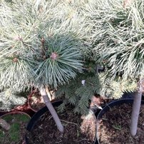 Borovica lesná Chantry Blue ( na kmienku), Pinus sylvestris, 30 - 55 cm, kont. 3l