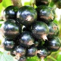 Ríbezľa čierna Sofijevskaja, Ribes nigrum kon. 1,5l