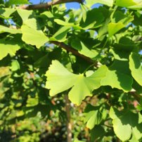 Ginko dvojlaločné, China Pendula, Ginkgo Biloba, kmeň + 150 cm, kont. 10