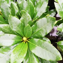 Rododendron Cherry Kiss, Rhododendron 30 - 40 cm, kont. 5l