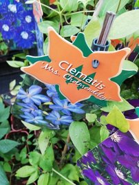 Plamienok Mrs. Cholmondeley , Clematis, kontajner 3l