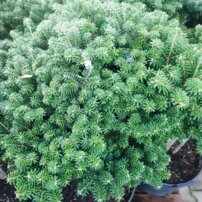 Jedľa kórejska Cis, Abies koreana, kontajner C20l, na kmeni 40 – 50 cm