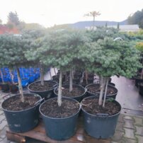 Jedľa kórejska Cis, Abies koreana, kontajner C20l, na kmeni 40 – 50 cm