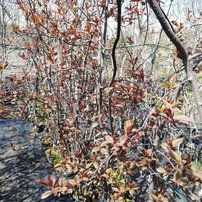 Čremcha obyčajná Colorata, Prunus padus,  +150 cm, kont. 3l