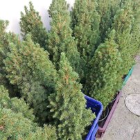 Smrek biely Conica, Picea glauca 40 - 60 cm, kont. 3l