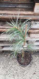 Borovica kórejská Jack Corbit, Pinus koraiensis, 30 - 50 cm, kontajner  3l