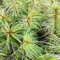 Borovica kórejská Jack Corbit, Pinus koraiensis, 30 cm, kontajner  C2