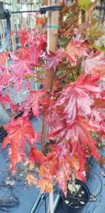 Javor mliečny Crimson Sentry, Acer platanoides 160 - 180 cm, kont. 10l