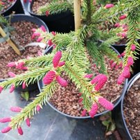 Smrek obyčajný Cruenta, Picea abies , 20 – 30 cm, kont. 5l