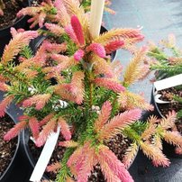 Smrek obyčajný Cruenta, Picea abies , 20 – 30 cm, kont. 5l