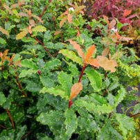 Červienka čínska Crunchy, Photinia × Serratifolia, 20 – 50 cm, kont.3l