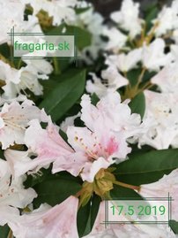 Rododendron Cunningham´s White, Rhododendron 40 - 45 cm, kont. 5l