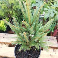 Smrek obyčajný Cupressina, Picea abies  30 - 40 cm, kont. 3l