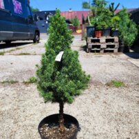 Smrek biely Conica, Picea glauca , kmeň 40 - 60 cm, kont. 3l