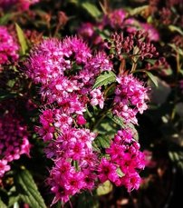 Tavoľa japonská Dart's Red, Spiraea japonica, kontajner 2l. 20-30 cm