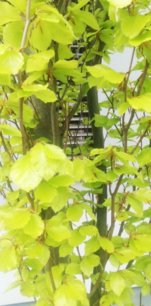 Buk lesný Dawyck Gold, Fagus sylvatica +300 cm, kont. 35l