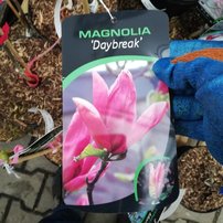 Magnólia Daybreak, Magnolia 140 - 150 cm, kont. 20l