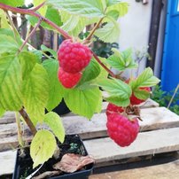 Malina Delniwa - 92 dní úroda od výsadby, Rubus idaeus 10 - 20 cm kontajner 1l