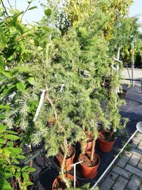 Smrekovec Japonský Diana, Larix kaempferi 140 - 160 cm, kont. 5l