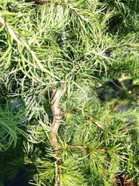 Smrekovec Japonský Diana, Larix kaempferi 140 - 160 cm, kont. 5l