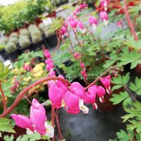 Srdcovka nádherná, Dicentra spectabilis, kontajner 2l