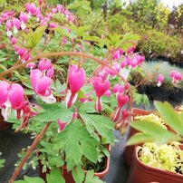 Srdcovka nádherná, Dicentra spectabilis, kontajner 2l