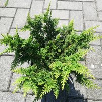 Cypruštek tupolistý Dilatush, Chamaecyparis obtusa 20 - 30 cm, kont. 3l
