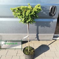 Kryptoméria japonská Dinger, Cryptomeria japonica, 75 cm na kmienku, kontajner 7l