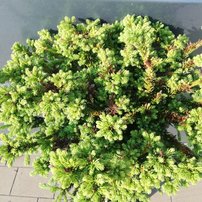 Kryptoméria japonská Dinger, Cryptomeria japonica, 75 cm na kmienku, kontajner 7l