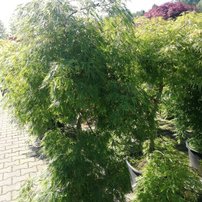 Javor dlaňolistý Dissectum,  Acer palmatum Dissectum, 30 - 60 cm kont. 3l