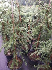 Céder himalájsky Pendula, Cedrus deodara, kontajner C3, výška + 80 cm