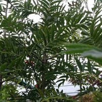 Jarabina vtáčia Dodong ,Sorbus aucuparia, 150 – 200 cm, kontajner 5l