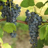Vinič hroznorodý Glenora, Vitis vinifera, kontajnerovaná sadenica 1 l