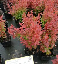 Dráč thunbergov Orange rocket, Berberis thunbergii, 30 - 40 cm kontajner 3l