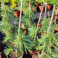 Borovica kórejská Dragon Eye, Pinus koraiensis, +200 cm kont. 45l