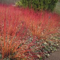 Drieň krvavý , Cornus sanguinea, 60 – 70 cm, kontajner 5l