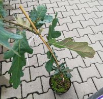 Dub letný Purpurea, Quercus robur, 70 – 80 cm,kontajner 3l