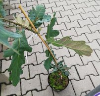 Dub letný Purpurea, Quercus robur, 70 – 80 cm,kontajner 3l