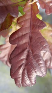 Dub letný Purpurea, Quercus robur, 70 – 80 cm,kontajner 3l