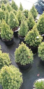 Smrek biely Daisy's White,	Picea glauca 20 - 40 cm, kont. 3l