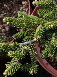 Smrek východný Early Gold, Picea orientalis 30 - 40 cm, kont. 3l