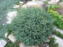 Smrek biely Echiniformis,	Picea glauca 20 - 25 cm, kont. 3l