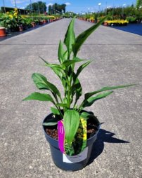 Echinacea 'SunMagic Vintage Pink', Echinacea, kont.2l