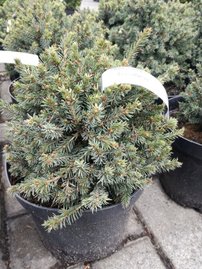 Smrek biely Echiniformis,	Picea glauca 20 - 25 cm, kont. 3l