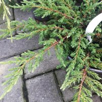 Borievka obyčajná Effusa, Juniperus communis, 10 - 20 cm, kont. 3l