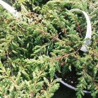 Borievka obyčajná Effusa, Juniperus communis, 10 - 20 cm, kont. 3l