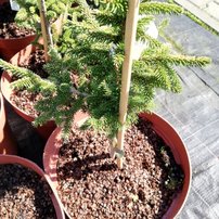 Smrek východný Early Gold, Picea orientalis 30 - 40 cm, kont. 3l