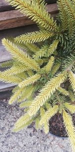 Smrek obyčajný Ehrengold, Picea abies, 40 – 50 cm, kontajner 3l