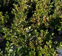 Azalka japonská Eisprinzessin, Rhododendron obtusum, kont. 2l